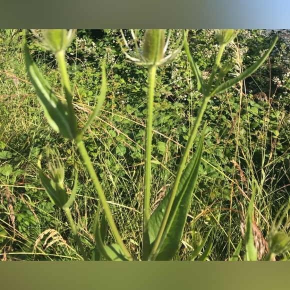 Meet your Posher, Dayna - Picture 1 of 1